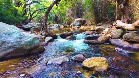 River Flows Through the Forest - Panning Shot Stock-Footage 264361559