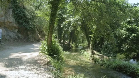 River flows through a forest, through the diverse and vibrant natural landscape Stock Footage 259075398