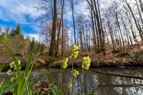 A river flows through a forest with yellow flowers in the foreground Stock Photos