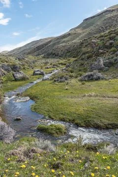 A river flows through a grassy valley steppe patagonica with yellow flowers in Stock Photos