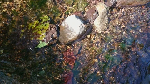 The river flows through the leaves and stones. Stock-Footage 125326900