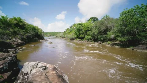 A river flows through a lush forest in the amazon Stock Footage 312484095
