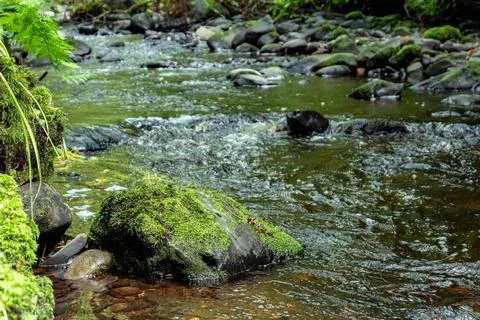 A river flows through a lush forest with mossy rocks Stock Photos