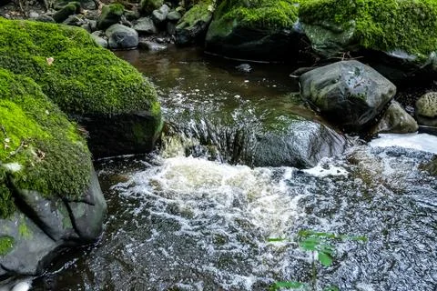A river flows through a lush forest with mosscovered rocks Stock Photos