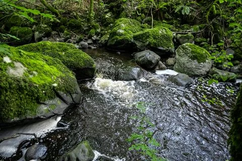A river flows through a lush forest with mossy rocks Stock Photos