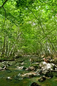 River flows through a magical green forest Stock Photos