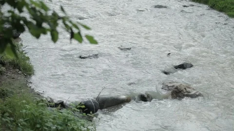 The river flows through the middle of the forest Stock Footage 90485187