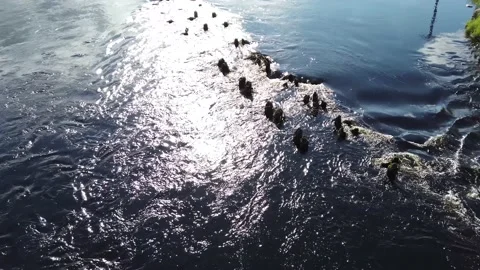 River flows through the piles of a destroyed wooden bridge. water surface Stock Footage 134739187