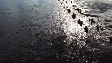 River flows through the piles of a destroyed wooden bridge. water stream Stock Footage 134739379