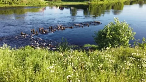 River flows through the piles of a destroyed wooden bridge Stock Footage 134740515