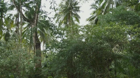 The river flows through the rainforest in the jungle.Tropical river, jungle Vídeos de archivo 68738452