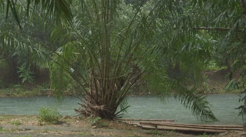 The river flows through the rainforest in the jungle.Tropical river, jungle Vídeos de archivo 68738612