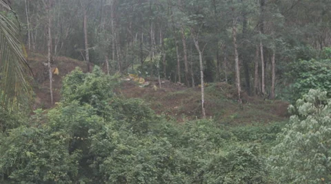 The river flows through the rainforest in the jungle.Tropical river, jungle Video stock 68742060