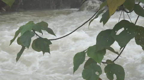 The river flows through the rainforest in the jungle.Tropical river, jungle Video stock 68742201