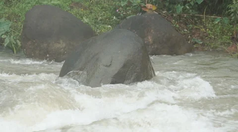 The river flows through the rainforest in the jungle.Tropical river, jungle Vídeos de archivo 68742374