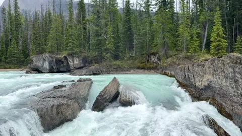 River flows through rocks and trees in a forest area during the day  Stock Footage 338344338