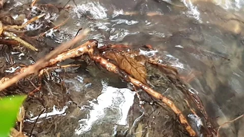 River flows through the roots Video stock 303524425