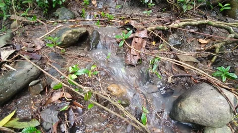 River flows through the roots Stock Footage 303524463