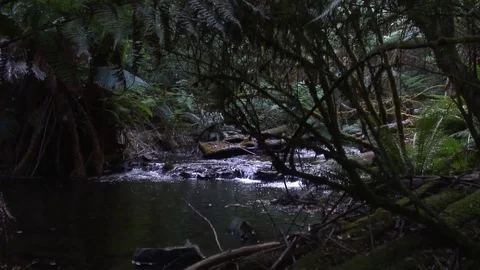 River flows through Tasmanias temperate rainforests Video stock 71276055