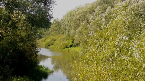 River flows through the trees on banks Stock Footage 22748496