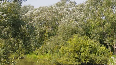 River flows through the trees on banks Stock Footage 22748717