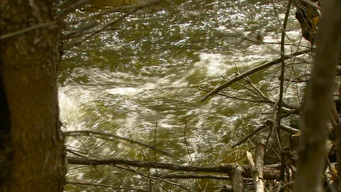 River flows through the trees Stock Footage 87717105