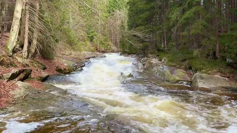 A river flows through a vibrant forest, creating a beautiful and serene harmo Stock Photos