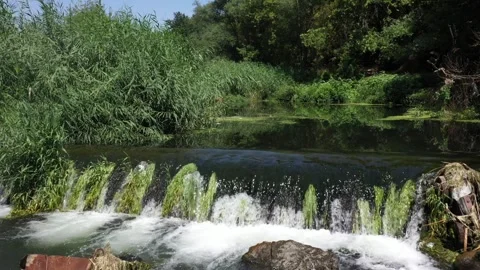 A river flows by the trees 1 库存影片 331595645