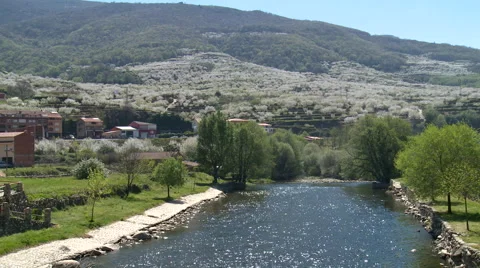 River flows in valley with slopes full of cherry plantations Stock Footage 49555689