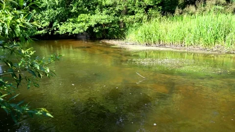 River, fluttering dragonflies Stock Footage 160007923