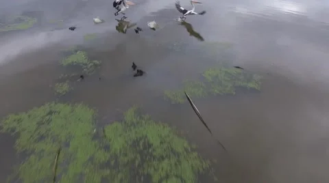 River Fly Over with Pelicans from Drone Video stock 58633192