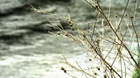 River  focus Stock Footage 10887520