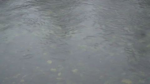 River in foggy day, water surface tranquil scene, tree reflection in pond Stock Footage 89765645