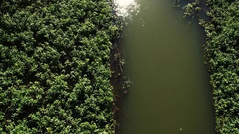 River with Foliage 動画素材 85454951