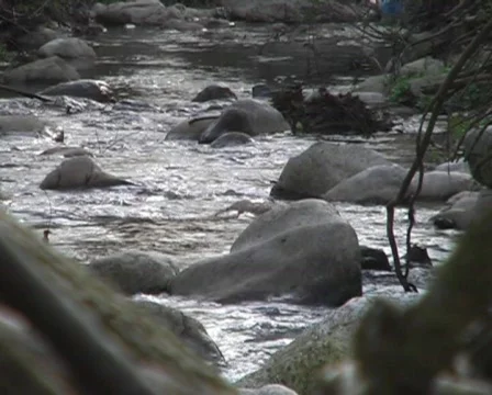 River Stock Footage 62267