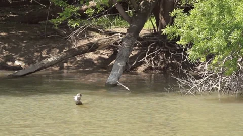 River Stock Footage 8763159