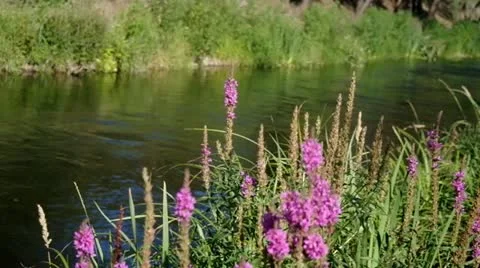 River Stock Footage 11521638