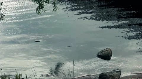 On the river Stock Footage 49709133