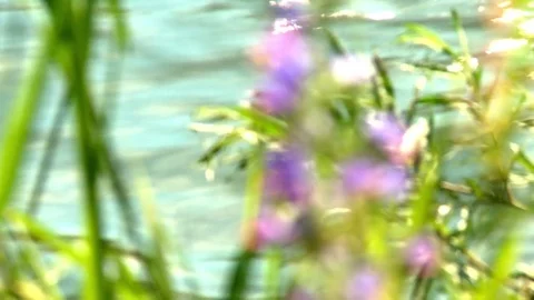 River 動画素材 73290234