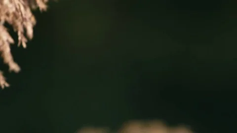 RIVER Vidéo 83952317