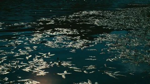 RIVER Vidéo 83999106