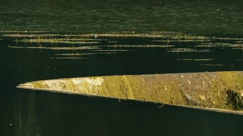 RIVER Vidéo 84002120