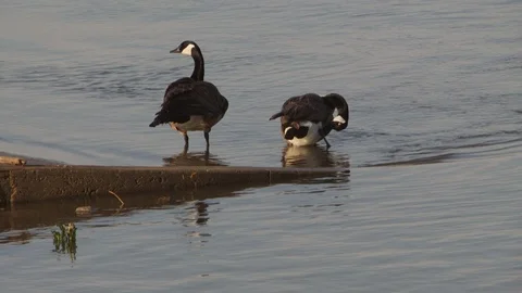 River Stock Footage 123928512