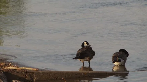 River Stock Footage 123928516