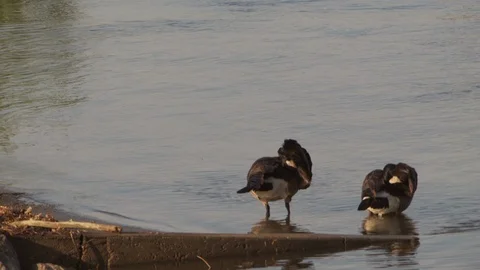 River Stock Footage 123928548