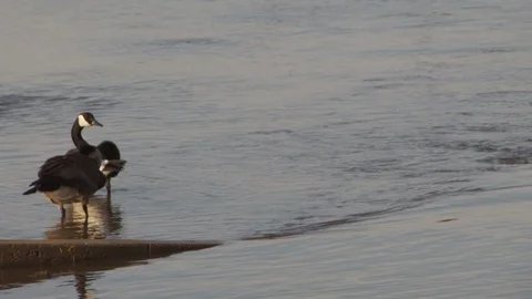 River Stock Footage 123928574