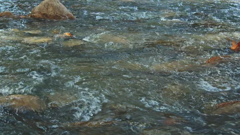 River Stock Footage 138238121