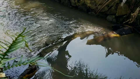 River Stock Footage 215514887