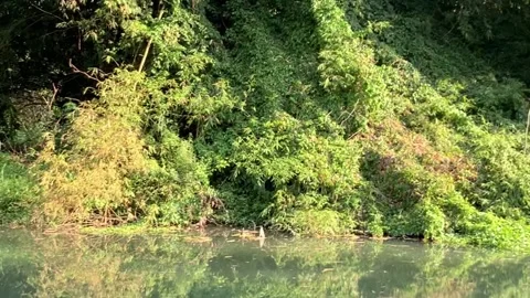 River Video stock 217419163