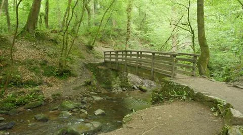 River In Forest 03 Stock Photos